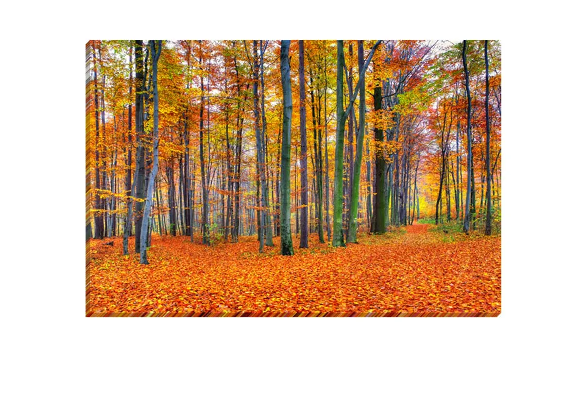 Autumn Forest 2 | Canvas Wall Art Print